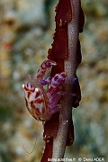 Lissoporcellana nakasonei-Bangka Busa Bora-17m-20240928-da-DSC_1017_tn